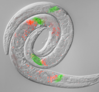 Evolutionary Cell Biology of Sperm